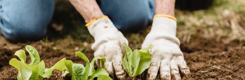 Veggie mix soil