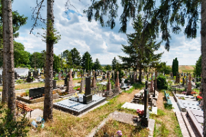 Graves among trees
