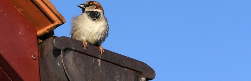bird on a gutter