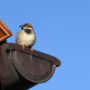 bird on a gutter