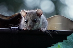 mouse on a gutter