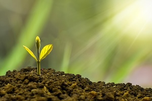 a sapling